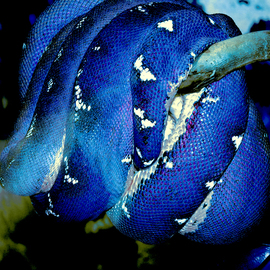 C. A. Hoffman: 'Blue Blue Sausage', 2009 Color Photograph, Abstract Landscape. 
