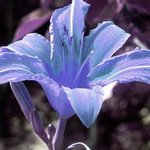 Blue Day Lilly By C. A. Hoffman
