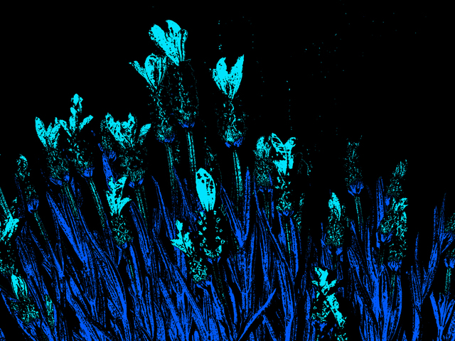 Artist C. A. Hoffman. 'Blue Flowers At Midnight' Artwork Image, Created in 2009, Original Drawing Pencil. #art #artist