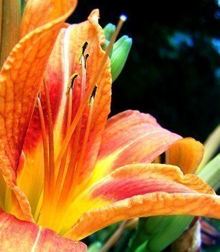 C. A. Hoffman: 'Blue Light Special I', 2008 Color Photograph, Floral.  Day Lilly at attention before the morning sun.  Slightly enhanced and cropped. ...