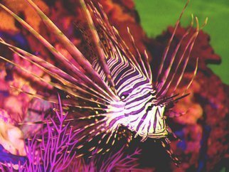 Artist: C. A. Hoffman - Title: Deadly Lionfish - Medium: Color Photograph - Year: 2009