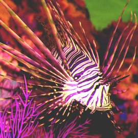 Deadly Lionfish By C. A. Hoffman