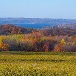 Fall Color Vineyard By C. A. Hoffman