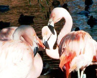 C. A. Hoffman: 'Flamingo Huddle Hike', 2008 Color Photograph, Birds.  There' s not a better place to find a flock of Flamingos reading for a nice friendly game, than the zoo! .  Again, I shot this on an extremely sunny day that provided lots of shadows and details. One, two, three, HIKE! ...