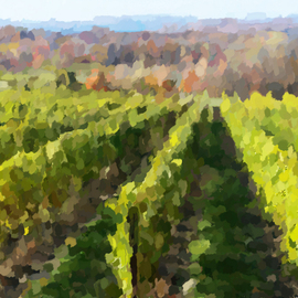 C. A. Hoffman: 'Grapes Of Northern Bounty', 2009 Color Photograph, Abstract Landscape. Artist Description:  With eternal thanks to the great Impressionists, this is my ode to them and to the wonderful vineyards of northern Michigan. ...