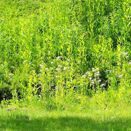 C. A. Hoffman: 'Green of Serenity Lake', 2008 Color Photograph, Abstract Landscape. Artist Description:  Surrounding wildflowers of Serenity Lake. ...