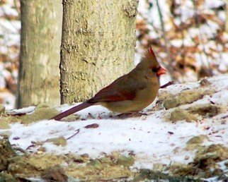 C. A. Hoffman: 'Lady Cardinal I', 2008 Color Photograph, Birds.   This was a very fortunate photo op.  It was a very cold day with excellent light which made the shadowing and colors exceptional.  This female cardinal seemed to be waiting for her mate and proceeded to call for him.  Hmmmmm. . . . .  ...