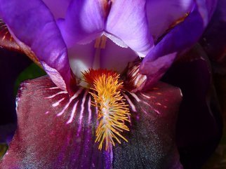 Artist: C. A. Hoffman - Title: Lavender Iriss Fuzzy Tongue - Medium: Color Photograph - Year: 2009