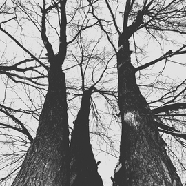Majestic Arbors, C. A. Hoffman
