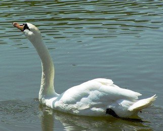 Artist: C. A. Hoffman - Title: Male Swan on Serenity Lake - Medium: Color Photograph - Year: 2008