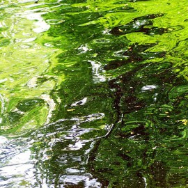 C. A. Hoffman: 'Monet Revisited', 2008 Color Photograph, Abstract Landscape. Artist Description:  Pictures can be deceiving, but they can also be very revealing.  What looks like a copy of a Monet painting, is actually, a mid- afternoon shot of a pond with overcast lighting. ...