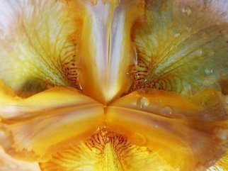 Artist: C. A. Hoffman - Title: Natures Yellow Luciousness - Medium: Color Photograph - Year: 2009