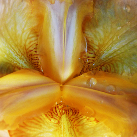 C. A. Hoffman: 'Natures Yellow Luciousness', 2009 Color Photograph, Abstract Landscape. 