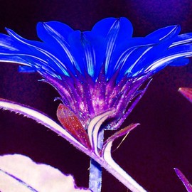 C. A. Hoffman: 'Neon Blue Vision', 2007 Color Photograph, Floral. Artist Description: I never saw a blue flower before, so I thought this would be interesting. I gave it a very intense flood of color with just enough contrast to give it a fantasy- neon look.  Would certainly light up any wall space. ...