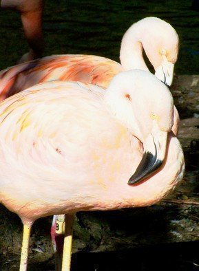 C. A. Hoffman: 'Pink Flamingos III', 2008 Color Photograph, Birds.   This is the third in a series of photos of pink flamingos.  The light was wonderful that day and the flock was out and up to posing.  ...