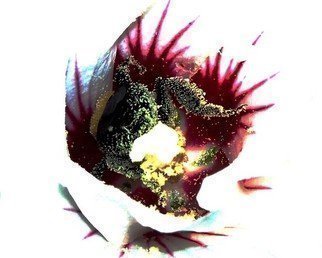 C. A. Hoffman: 'Pollen Backdoor', 2008 Color Photograph, Floral. 