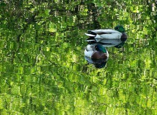 Artist: C. A. Hoffman - Title: Secret Duck Pond - Medium: Color Photograph - Year: 2008