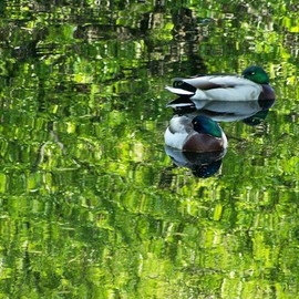 C. A. Hoffman: 'Secret Duck Pond', 2008 Color Photograph, Abstract Landscape. 