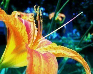 C. A. Hoffman: 'Tangerine Salute I', 2008 Color Photograph, Floral. 