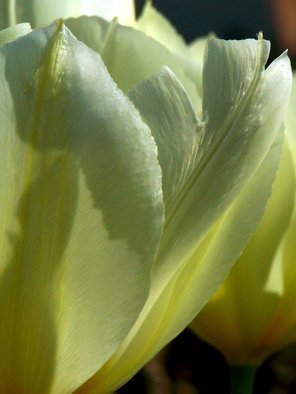 C. A. Hoffman: 'Tulip Protection Squad', 2009 Color Photograph, Floral. 