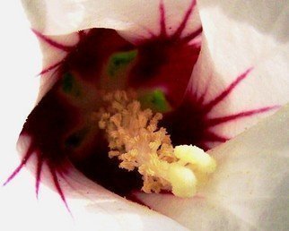 C. A. Hoffman: 'White Crepidation II', 2008 Color Photograph, Floral.  Inner sanctum of the Rose of Sharon white flower. This photo is only mildly enhanced to bring out the beauty and mystery of nature' s work. ...