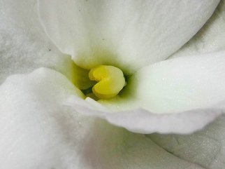 C. A. Hoffman: 'White Secret Luciousness', 2009 Color Photograph, Floral.  I have always loved flowers.  But to me, there is a secret side to these beautiful creations.  I love to create a different look or mystique that nature has hidden inside of these wonderful beauties! ...