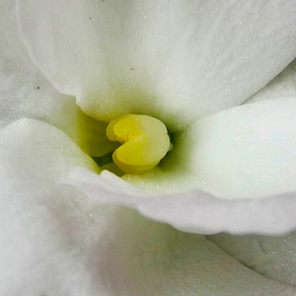 C. A. Hoffman: 'White Secret Luciousness', 2009 Color Photograph, Floral. Artist Description:  I have always loved flowers.  But to me, there is a secret side to these beautiful creations.  I love to create a different look or mystique that nature has hidden inside of these wonderful beauties! ...