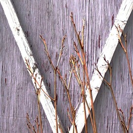 C. A. Hoffman: 'White V Procession', 2008 Color Photograph, Abstract Landscape. Artist Description:  This photo seems to give the impression of marching twigs, hurrying to catch the last days of their existence. ...
