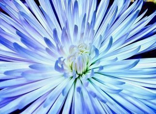 C. A. Hoffman: 'blue surprise', 2020 Color Photograph, Abstract. This is an original color photo that has been digitally enhanced to create a new and exciting piece of art. ...