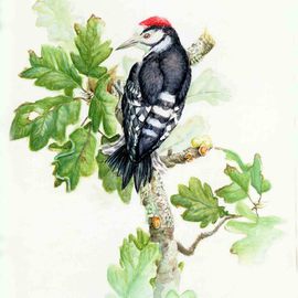 Lesser Spotted Woodpecker By Roger Farr