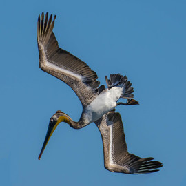 Dick Drechsler: 'dive dive dive', 2018 Color Photograph, Birds. Artist Description: This majestic bird was just starting a dive over the Channel Islands Harbor in Oxnard, CA to capture dinner. ...
