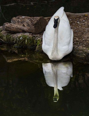 Dick Drechsler: 'mirror mirror on the water', 2018 Color Photograph, Birds. This swan was gliding into the calm, dark water, just as I was taking the shot. ...