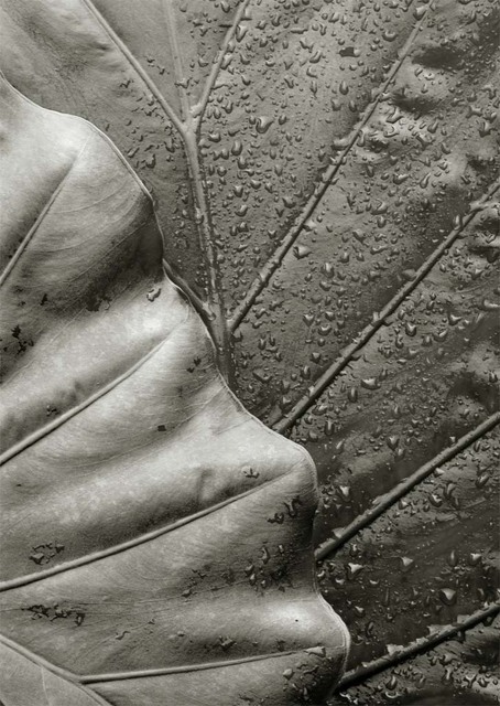 Ron Guidry  'Leaves', created in 2010, Original Photography Black and White.