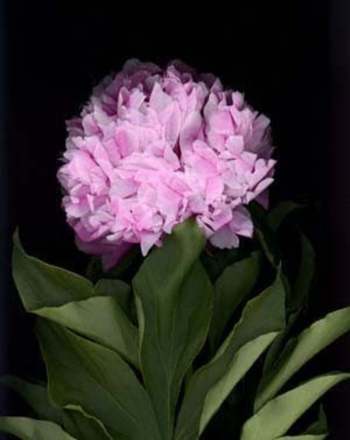 Artist Rosemarie Stanford. 'Gentle Flower' Artwork Image, Created in 2007, Original Photography Other. #art #artist