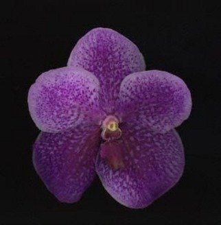 Rosemarie Stanford: 'little Gift', 2007 Other Photography, Botanical. 