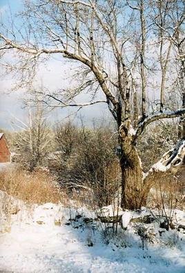 Ruth Zachary: 'Glorias View', 2004 Color Photograph, Landscape. The quiet, pristine beauty of New England winter snow in rural Limerick, Maine, USA. The white of the snowfall contrasts with the darks of the branches.  The verticality of the tree draws the eye upward and into the composition.  The small red shed in the lower left hints of people ...