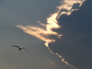 Artist: Ruth Zachary - Title: Twilight and Gull - Medium: Color Photograph - Year: 2012
