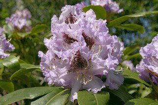 Ralph Andrea: 'Rhododendron 152', 2005 Color Photograph, nature. California, USA.I shot this softly hued lilac Rhododendron on the California coast midday in early April.Digital Photograph - Light Jet Print on Fujifilm Crystal Archive Paper...