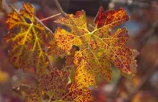 Ralph Andrea: 'Turning Leaves in the Vineyard', 2004 Color Photograph, nature.  California, USA. A spectacle of autumn color is ablaze in this backlit Cabernet Sauvignon leaf. Digital Photograph - Light Jet Print on Fujifilm Crystal Archive Paper ...