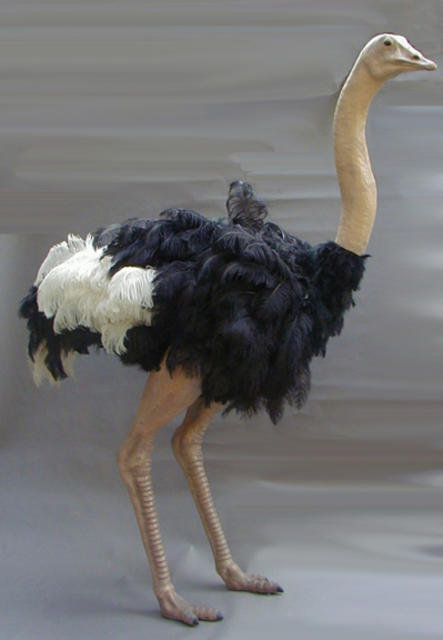 Mccullough Ryan  'Ostrich', created in 2008, Original Painting Acrylic.