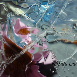 Satu Laurel: 'Daydream', 2012 Color Photograph, Floral. 