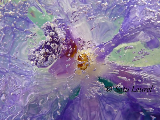 Satu Laurel  'Orchid', created in 2012, Original Photography Color.