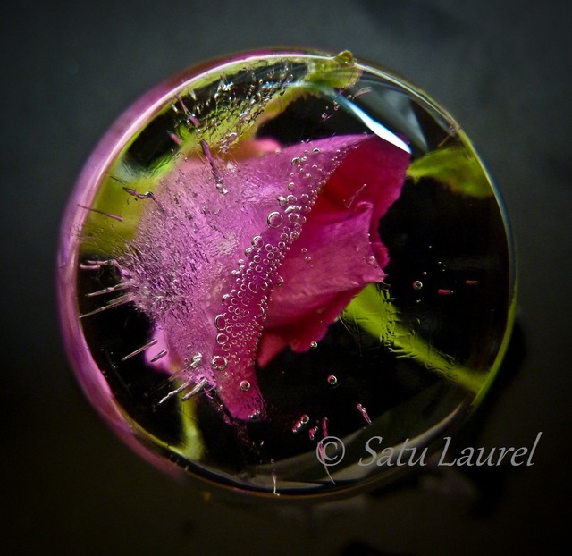 Satu Laurel  'Round1', created in 2012, Original Photography Color.
