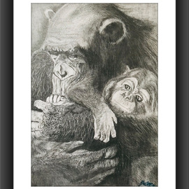Shelton Barnes: 'apes', 2020 Graphite Drawing, Animals. Artist Description: Mother Ape with her baby, done on A3 size paper using graphite.  Sold without frame. ...