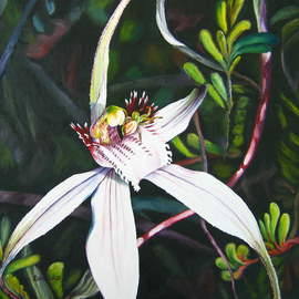 Delma White: 'Spiderlike', 2011 Oil Painting, Botanical. Artist Description:  Caladenia longicauda- common spider orchid from the south west of Western Australia. The centre is only 1cm in size. Tiny crab spiders hide in flower and are well camouflaged, being the same colour as the flower.    ...
