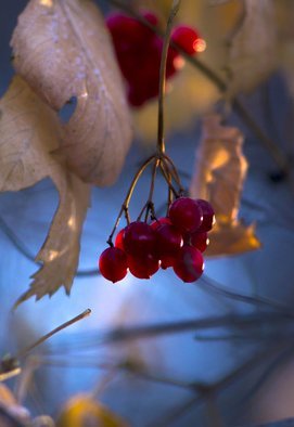 Dmytro Suptelia: 'frosty berries', 2016 Color Photograph, nature. frost, cold, berries, winter, ...