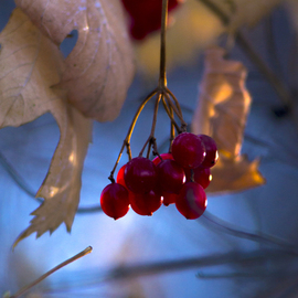 Dmytro Suptelia: 'frosty berries', 2016 Color Photograph, nature. Artist Description: frost, cold, berries, winter, ...