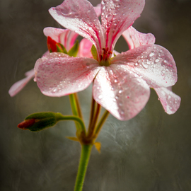 Dmytro Suptelia: 'geranium', 2017 Color Photograph, nature. Artist Description: geranium, flower, tender, beauty, ...