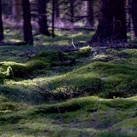 Frits Selier: 'Autumn wood', 2012 Color Photograph, nature. Artist Description:  mosses in an autumn wood ...