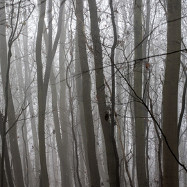 Frits Selier: 'Misty woods', 2012 Color Photograph, People. Artist Description:  Trees in a misty woods ...